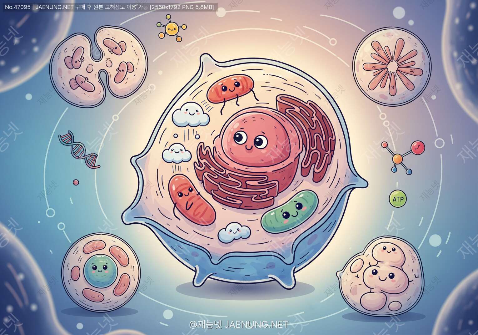 세포생물학 완전정복! 🧬세포의 구조·기능부터 세포 분열과 주기 조절까지