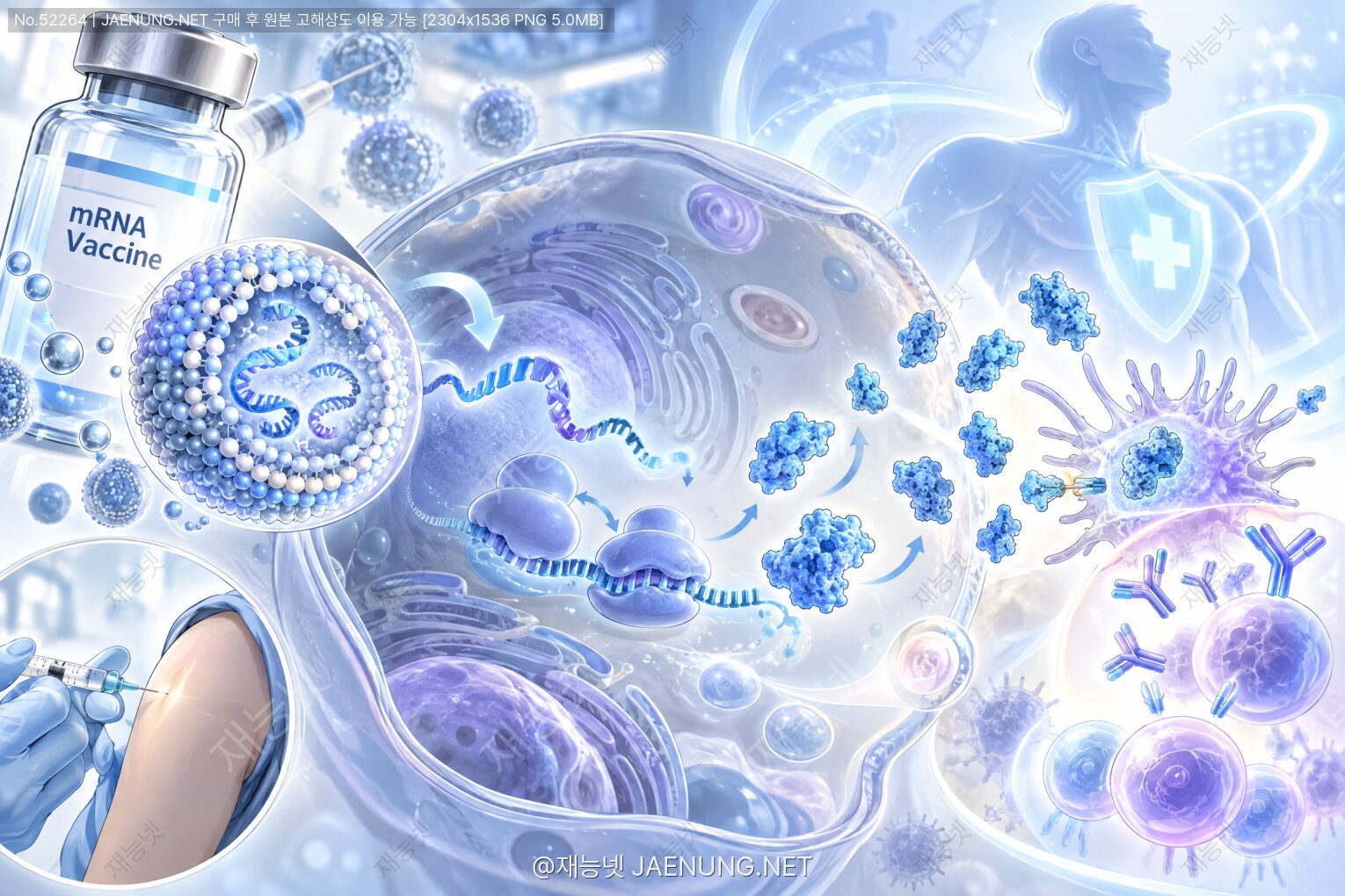 콘텐츠 대표 이미지 - mRNA 백신은 어떻게 몸속에서 항원을 만들까: 설계도 전달에서 면역기억까지의 생체 공정