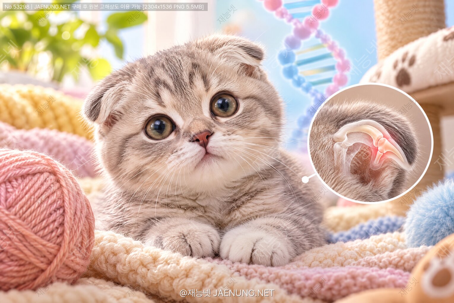 콘텐츠 대표 이미지 - 🐱 스코티시폴드의 접힌 귀에 숨은 유전병, 귀여움 뒤의 연골 이야기 🧬