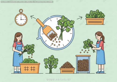 🌿 고수(코리앤더) 잎수확과 종자수확 완벽 가이드 - 타이밍부터 보관까지 모든 것