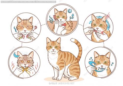 고양이 탈모 부위별 원인 완전 정복
