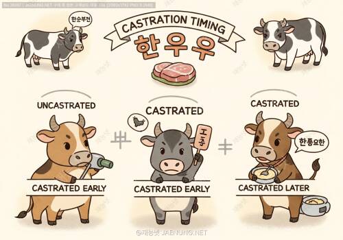 🐮 한우 거세시기별 육질등급 변화의 모든 것