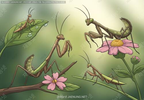 🦗 사마귀 종류와 크기별 특징 완벽 가이드 🌿
