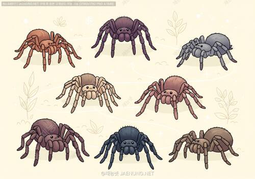 🕷️ 타란툴라 입문자를 위한 추천 종과 선택 기준 완벽 가이드