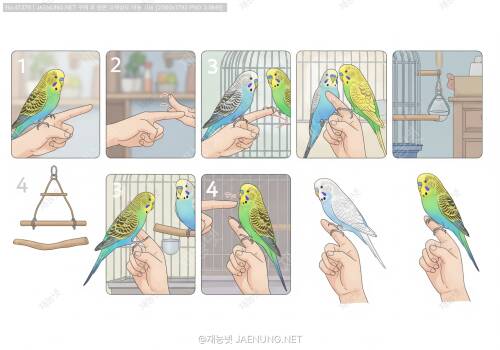 🦜 잉꼬 손 올리기 훈련 단계별 방법 🦜