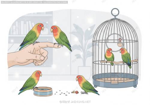 🦜 모란앵무 키우기 완벽 가이드