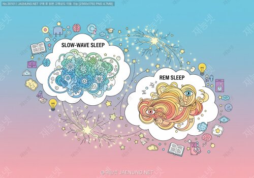 😴 서파 수면 vs 급속안구운동 수면: 기억 공고화의 두 과정